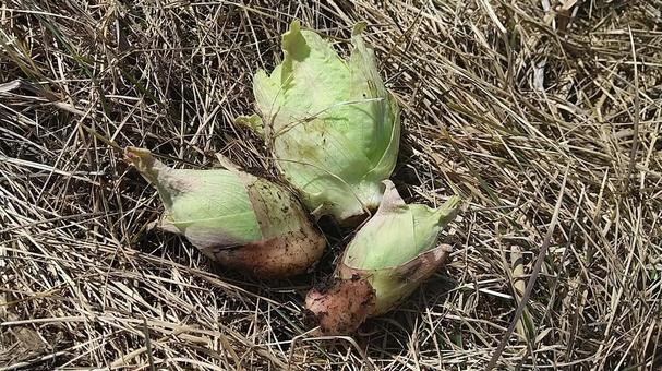 ふきのとう ふきのとう,春,４月の写真素材