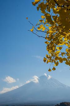 秋の銀杏の木と雲をかぶる富士山 秋の銀杏の木と雲をかぶる富士山の写真