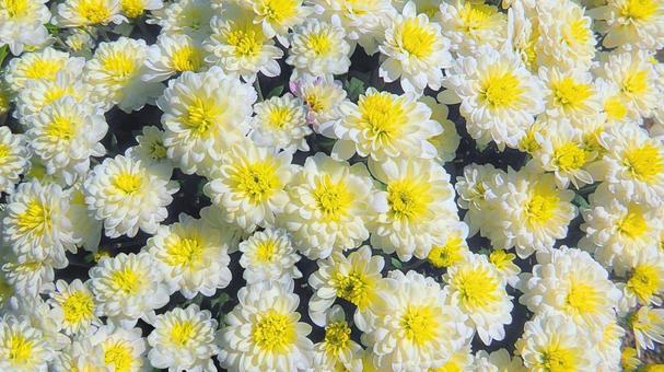 ホットマム ホットマム 花,白い花,ホットマムの写真素材