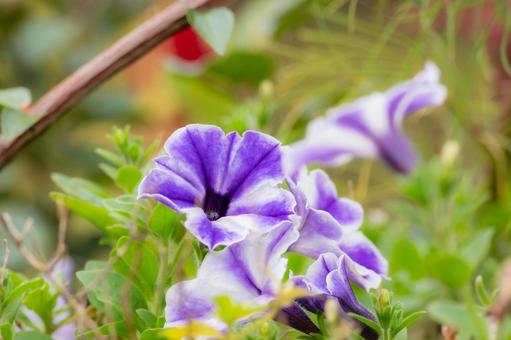 ペチュニア⑹ 花,ペチュニア,植物の写真素材