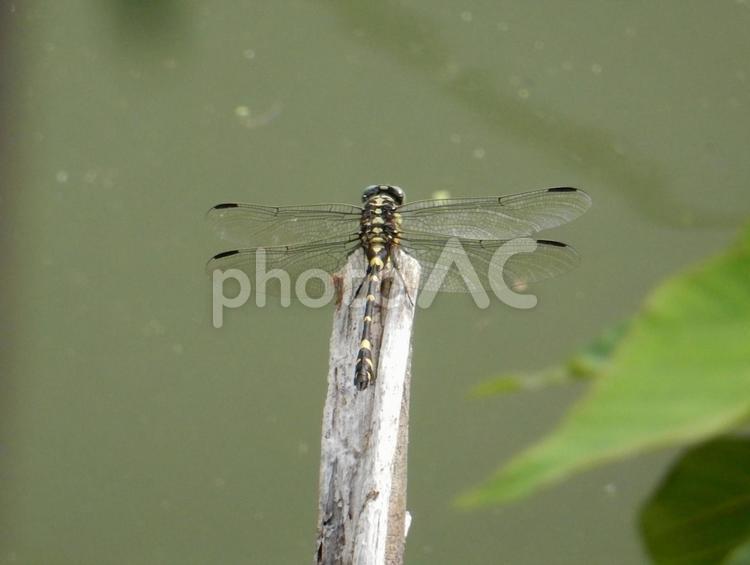 【昆虫写真】ウチワヤンマ（団扇蜻蜒） ウチワヤンマ,団扇蜻蜒,蜻蛉の写真素材