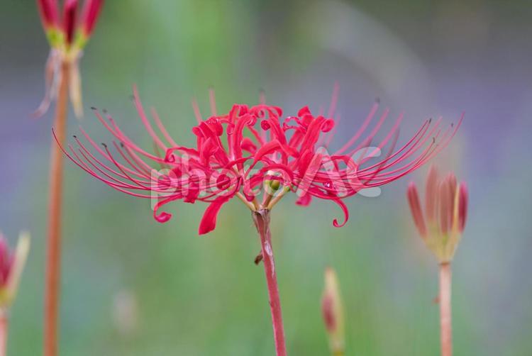 河川敷で咲く美しい彼岸花 彼岸花,曼珠沙華,草花の写真素材