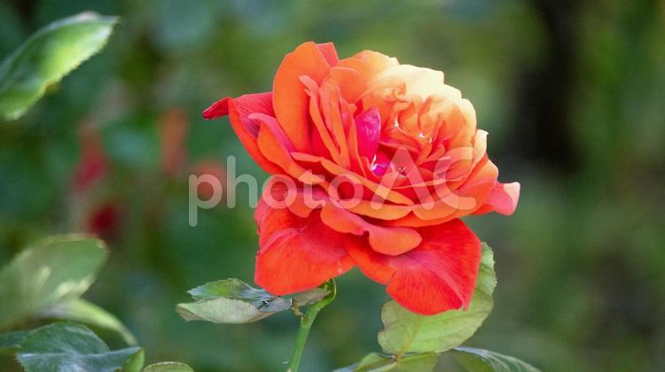 花壇に植えられた赤いバラのアップ バラ,ばら,薔薇の写真素材