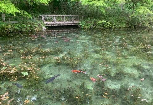 モネの池 モネの池 モネの池,岐阜県,青の写真素材