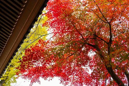 秋の道祖神社⑺ 秋,モミジ,イチョウの写真素材