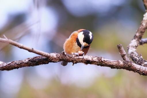 木の実を突くヤマガラ 木の実を突くヤマガラ 野鳥,ヤマガラ,鳥の写真素材