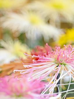 菊 菊 菊,菊の花,キクの写真素材