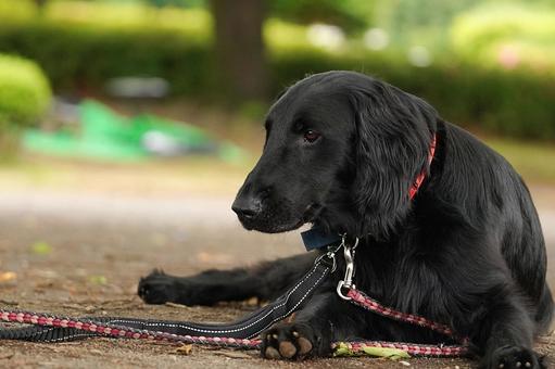 Photo, dog, flat-coated retriever, a pet, 