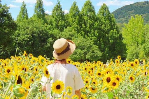 ひまわり畑でリラックスすり女性の後ろ姿 ひまわり畑,女性,後ろ姿の写真素材
