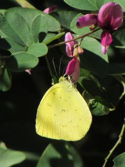 キチョウと萩aの写真