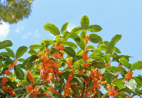 キンモクセイの写真