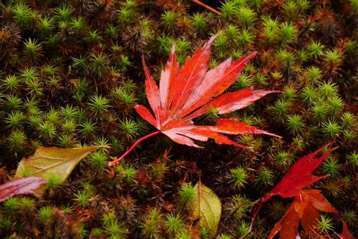 背景に合う紅葉の落ち葉 背景に合う紅葉の落ち葉の写真
