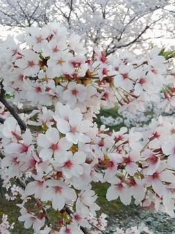 桜 桜の写真
