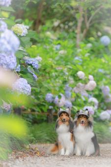 Photo, dog, outdoors, the scenery, 