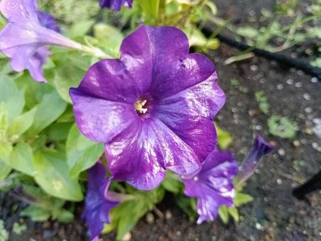 朝露に濡れる花 朝露に濡れる花の写真