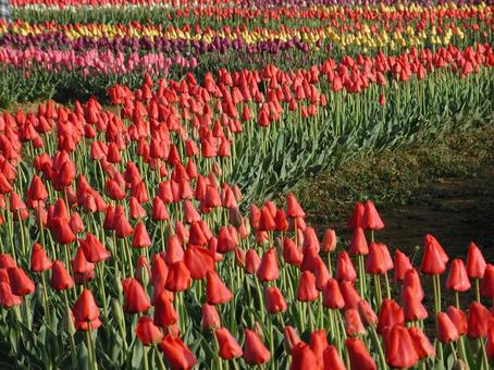チューリップ・Tulips　咲く風景 球根植物,チューリップ,風景の写真素材