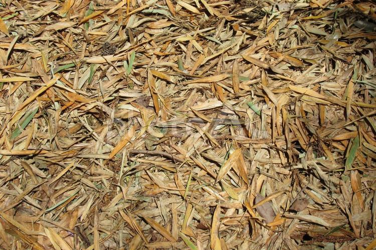 一面、枯れた笹の葉で覆われた地面 笹,葉,枯れ葉の写真素材