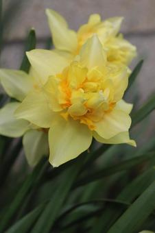 スイセンの写真