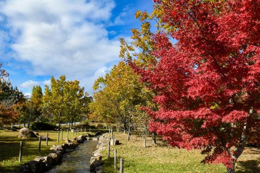 秋イメージ〜秋の自然公園の風景 秋イメージ〜秋の自然公園の風景 秋イメージ,紅葉,公園の写真素材