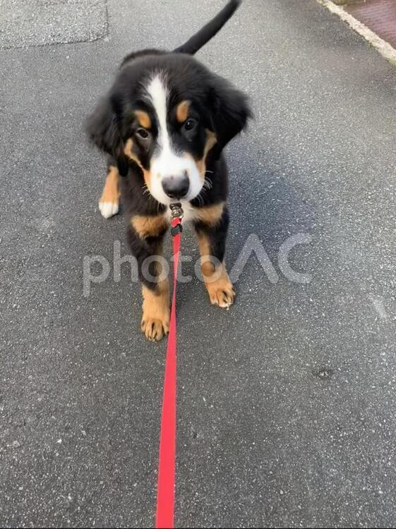 初めてのお散歩 犬,1,瀝青の写真素材