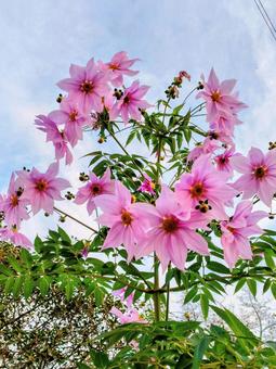 寒い時期に咲くピンクの花 花,秋,11月の写真素材