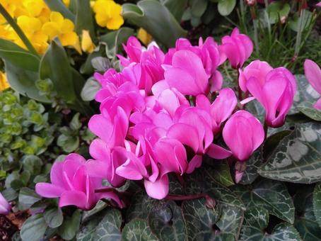 Photo, cyclamen, pink, flower, 
