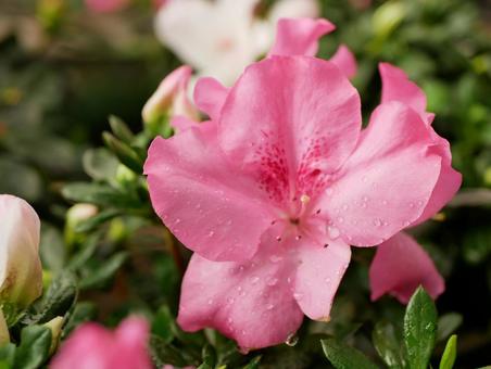 アザレアの写真