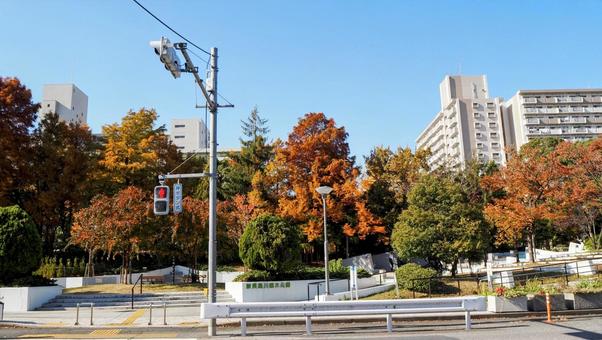 新長島川親水公園の紅葉・江戸川区葛西地区 新長島川親水公園の紅葉・江戸川区葛西地区 秋,葛西地区,オレンジ色の写真素材