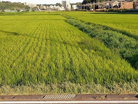 ふるさと広場002 ふるさと広場002 佐倉ふるさと広場,畑,水田の写真素材
