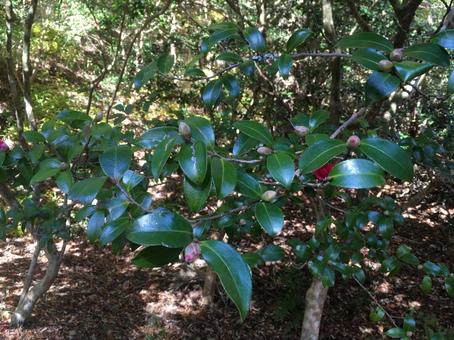 Photo, camellia, bud, wood, 