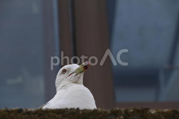 青森県千畳敷海岸のカモメ 千畳敷,海岸,青森の写真素材