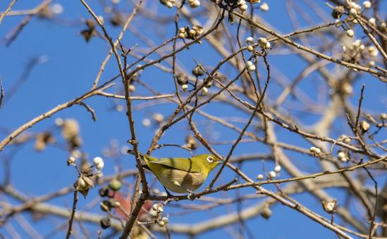 青空映すメジロの写真