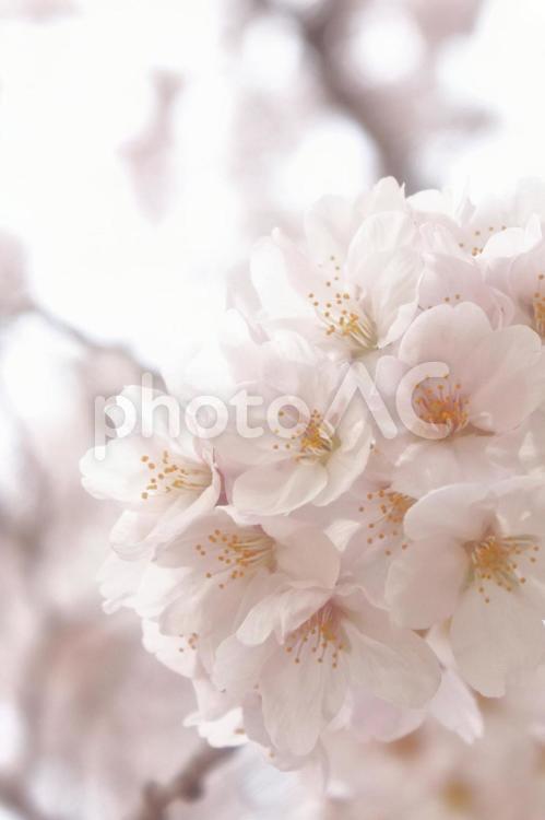満開の桜、さくら（ソメイヨシノ） 桜,ソメイヨシノ,春の写真素材