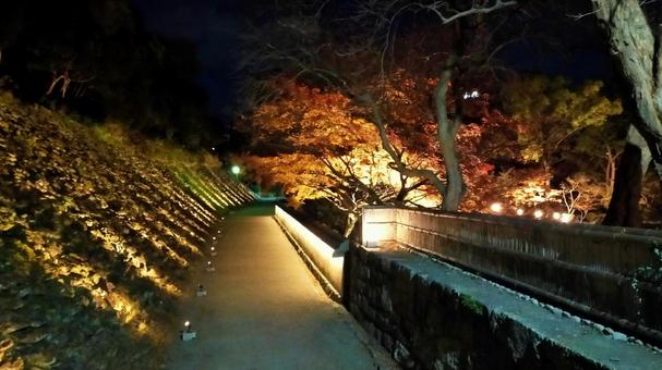 和歌山城紅葉渓庭園のライトアップ ライトアップ,夜景,紅葉の写真素材