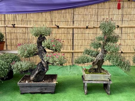 秋の武生中央公園の写真