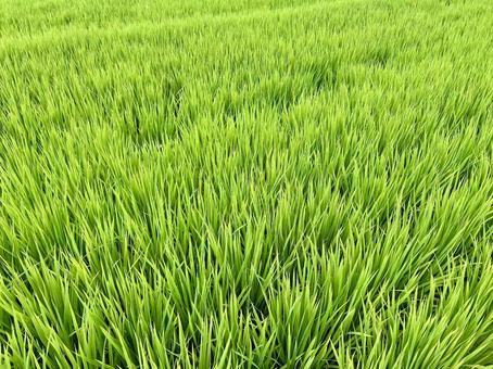 田んぼの夏(日本の田舎風景) 田んぼの夏(日本の田舎風景)の写真