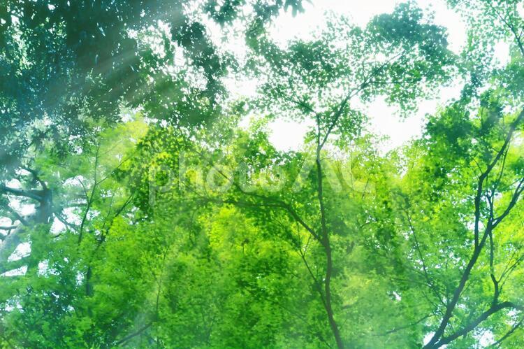 森林/木漏れ日/モミジ 葉,葉っぱ,モミジの写真素材