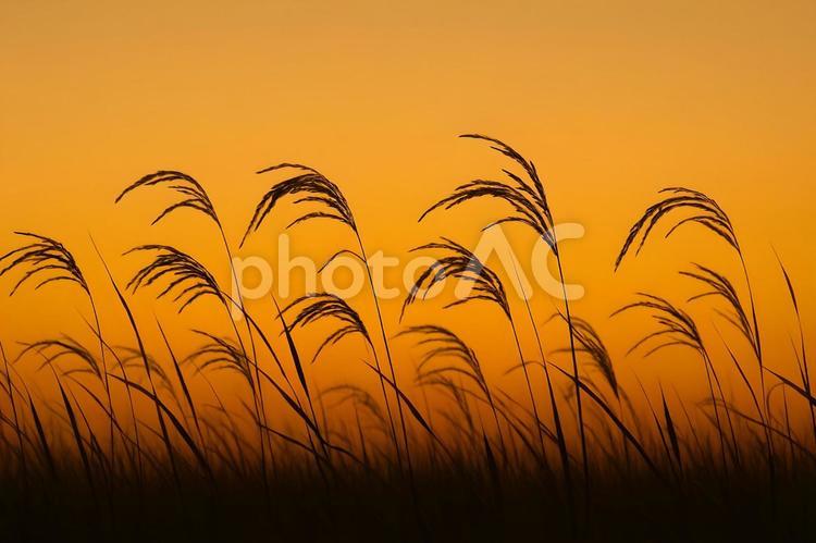 夕暮れに揺れる稲穂 稲穂,秋,夕景の写真素材