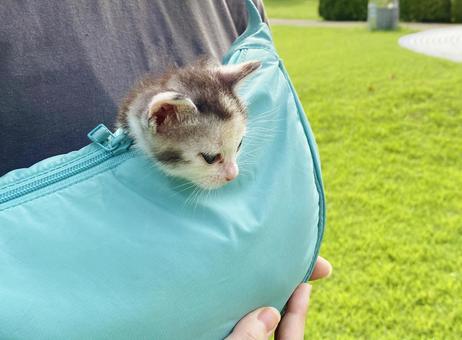 バッグに入った子猫 バッグに入った子猫の写真