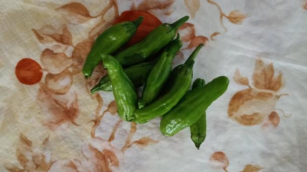 家庭菜園の収穫-シシトウ 家庭菜園の収穫-シシトウ シシトウガラシ,しし唐,野菜の写真素材