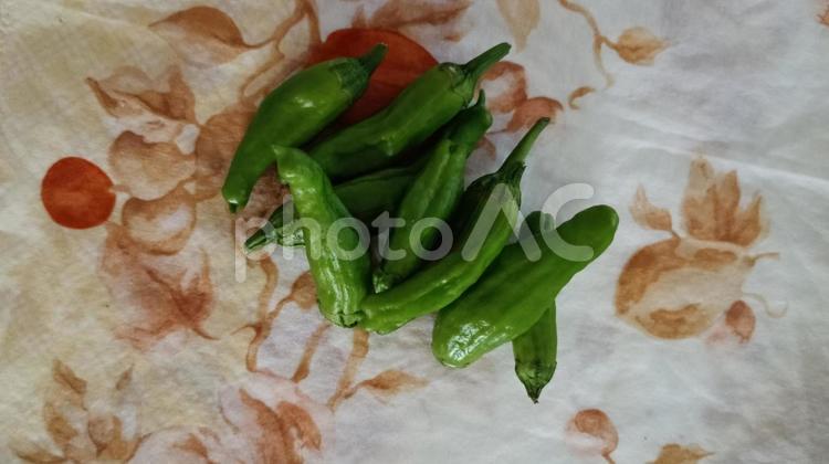 家庭菜園の収穫-シシトウ シシトウガラシ,しし唐,野菜の写真素材