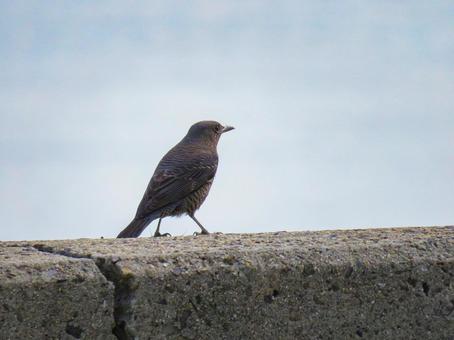 防波堤に佇むイソヒヨドリのメス 防波堤に佇むイソヒヨドリのメス イソヒヨドリ,野鳥,動物の写真素材