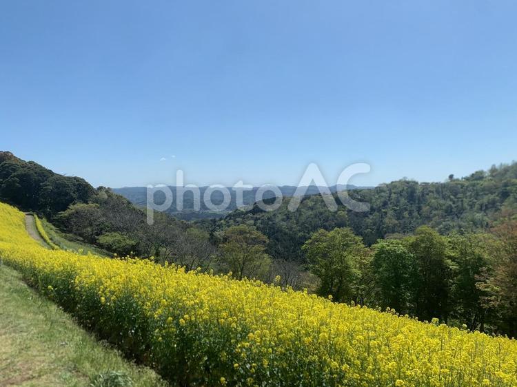 山あいに咲く菜の花と遠くの山並みの風景 菜の花,山,山並みの写真素材