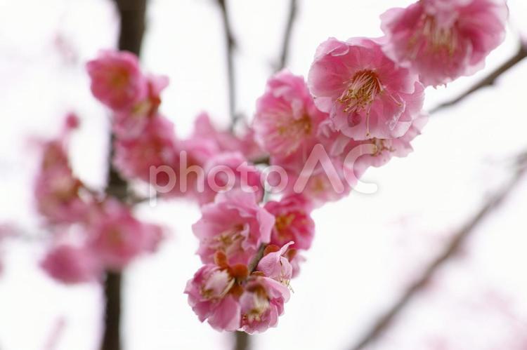 梅林公園　27　梅の花 キレイ,梅,ウメの写真素材
