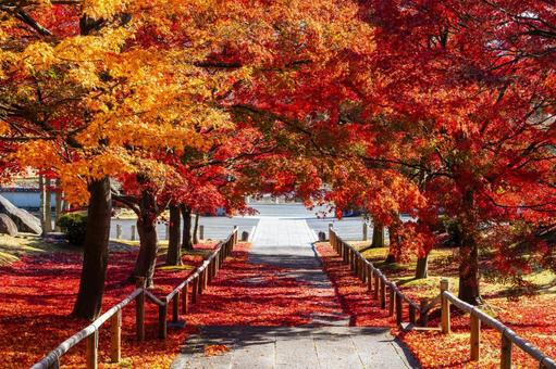 秋の香林寺⑻ 寺,香林寺,紅葉の写真素材