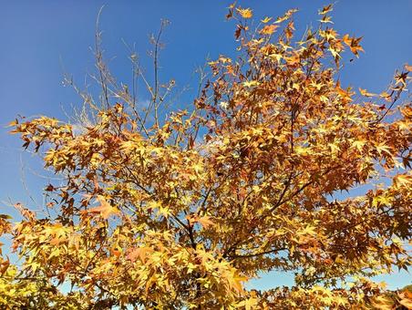 秋　色付くの写真