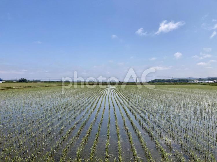 田植え後の田んぼ 田んぼ,稲,空の写真素材