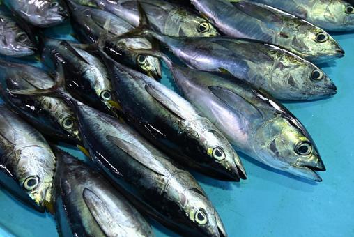 新鮮なマグロが並ぶモルディブの魚市場 新鮮なマグロが並ぶモルディブの魚市場 モルディブ,魚市場,市場の写真素材