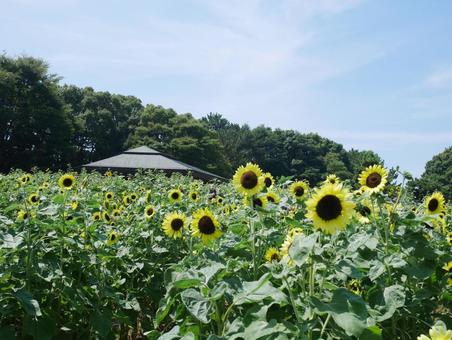 ひまわり畑 ひまわり畑 ひまわり,ひまわり畑,夏の花の写真素材