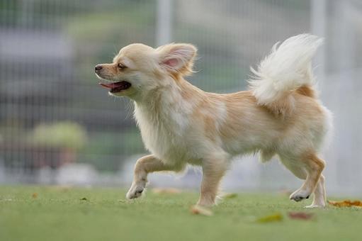 歩く小さなワンコ(ミックス犬) 歩く小さなワンコ(ミックス犬) 犬,ミックス犬,可愛い犬の写真素材